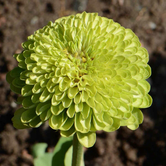 200 Lime Green "Envy" Zinnia Flower Seeds - Seed World