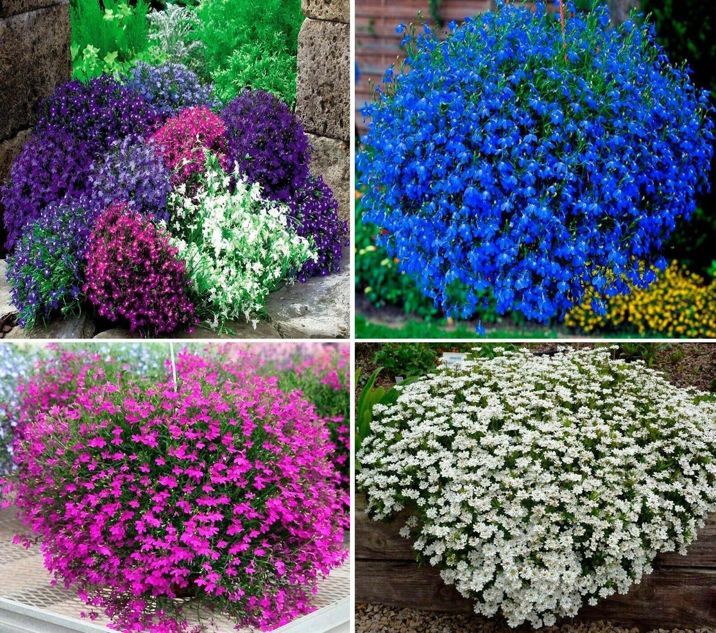 200 Lobelia Mix Blue Red White Сascade Cardinal Seeds - Seed World