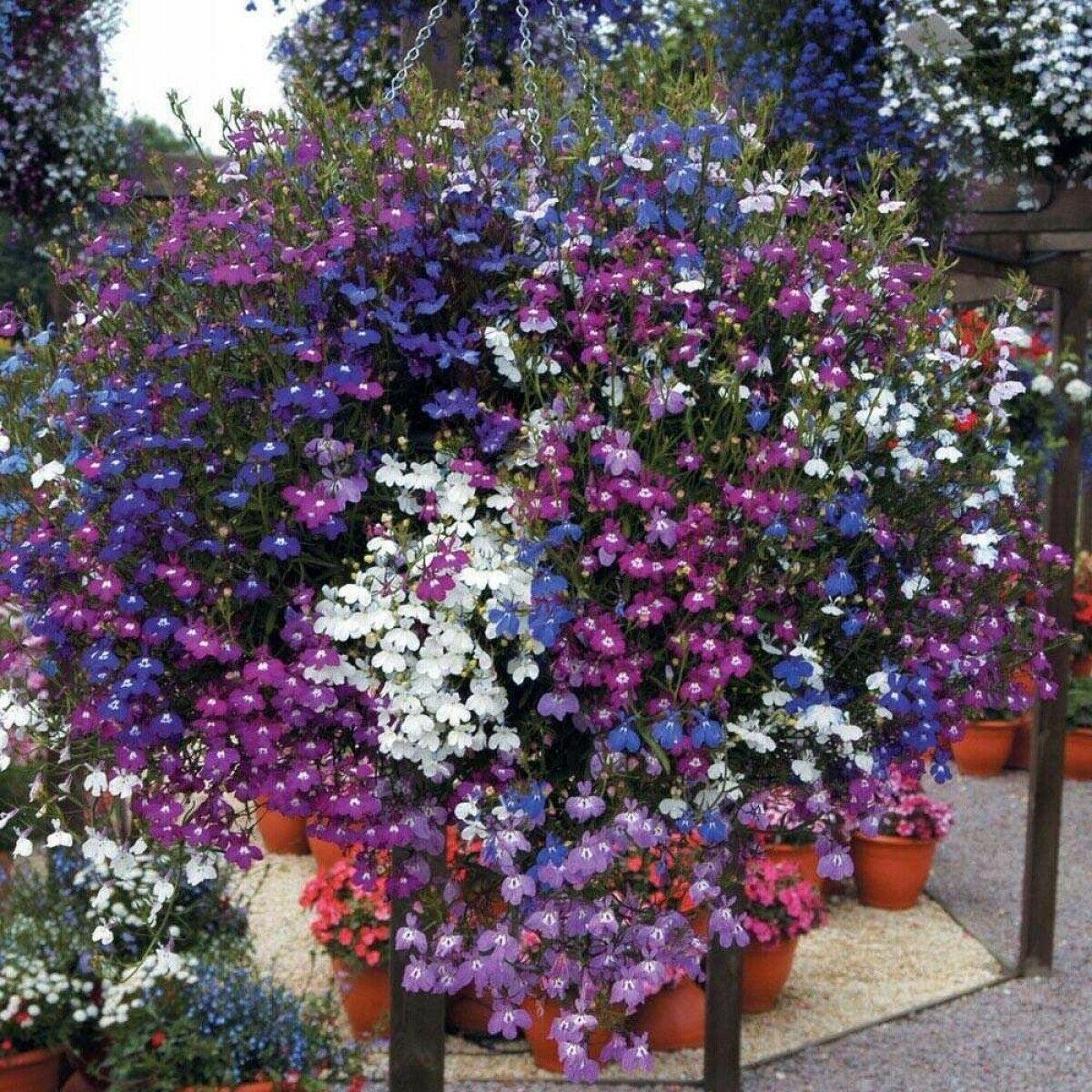 200 Lobelia Mix Blue Red White Сascade Cardinal Seeds - Seed World