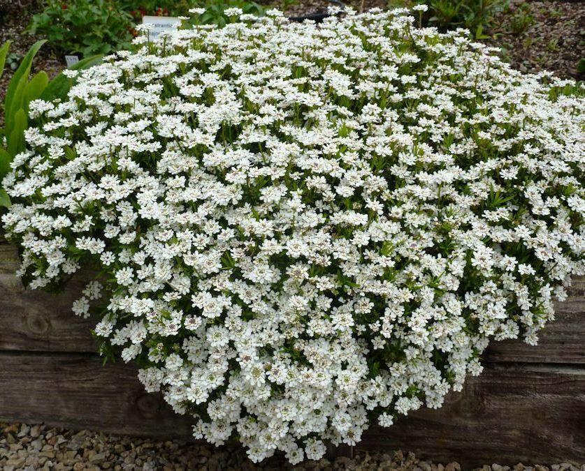 200 Lobelia Mix Blue Red White Сascade Cardinal Seeds - Seed World