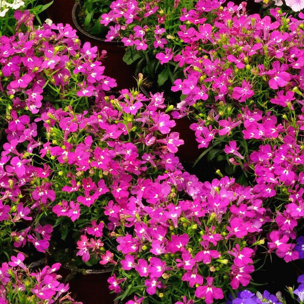 200 Lobelia Mix Blue Red White Сascade Cardinal Seeds - Seed World