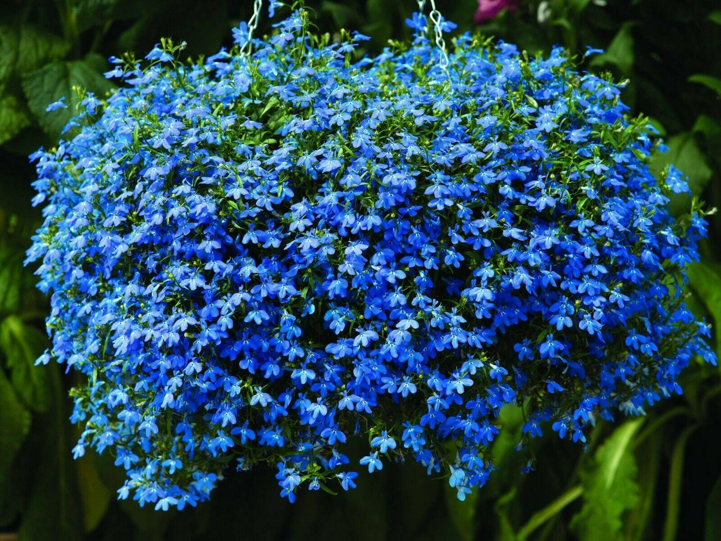 200 Lobelia Mix Blue Red White Сascade Cardinal Seeds - Seed World