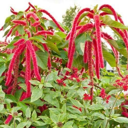 200 Love Lies Bleeding - Amaranthus Seeds - Seed World