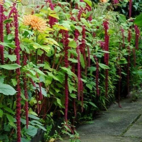 200 Love Lies Bleeding - Amaranthus Seeds - Seed World