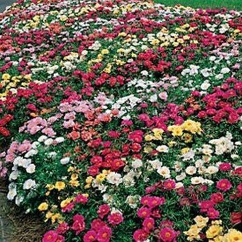 200 Moss Rose Mix Seeds - Seed World