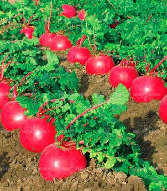 200 Organic Crimson Giant Radish Seeds – Heirloom | NON-GMO - Seed World