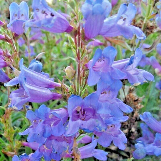 200 Penstemon Beardtongue Mix Seeds - Seed World
