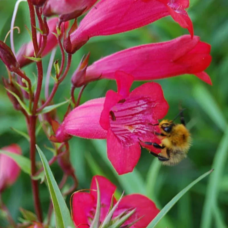 200 Penstemon Beardtongue Mix Seeds - Seed World