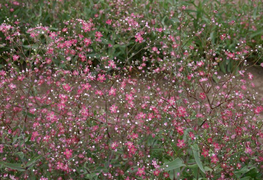 200 Red Baby's Breath Seeds - Seed World