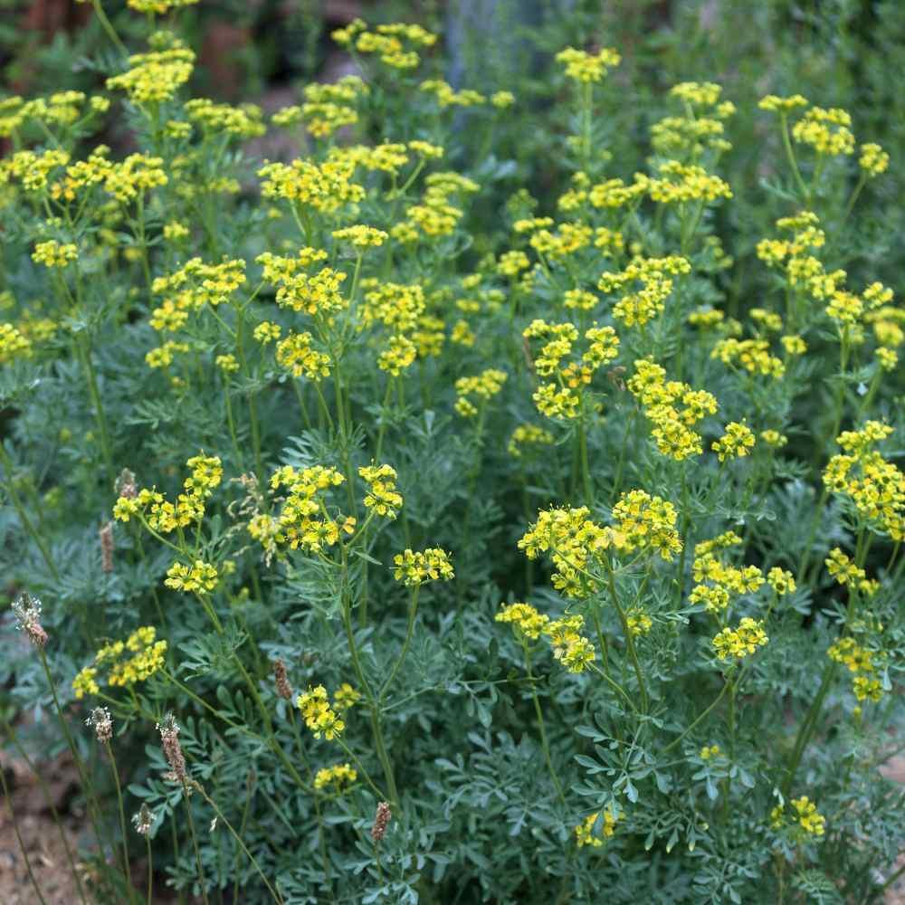 200 Rue (Ruta Graveolens) Seeds - Seed World