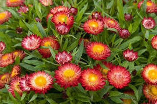 200 Scarlet Strawflower Fireball Seeds - Seed World