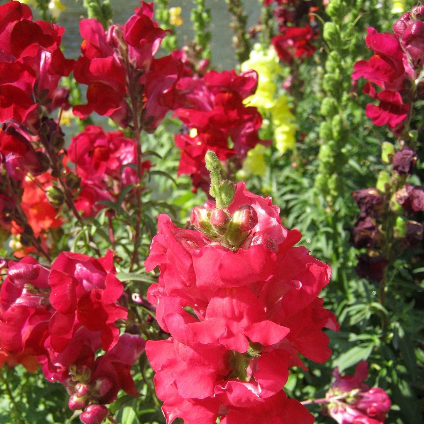 200 Snapdragon Ruby Seeds - Seed World