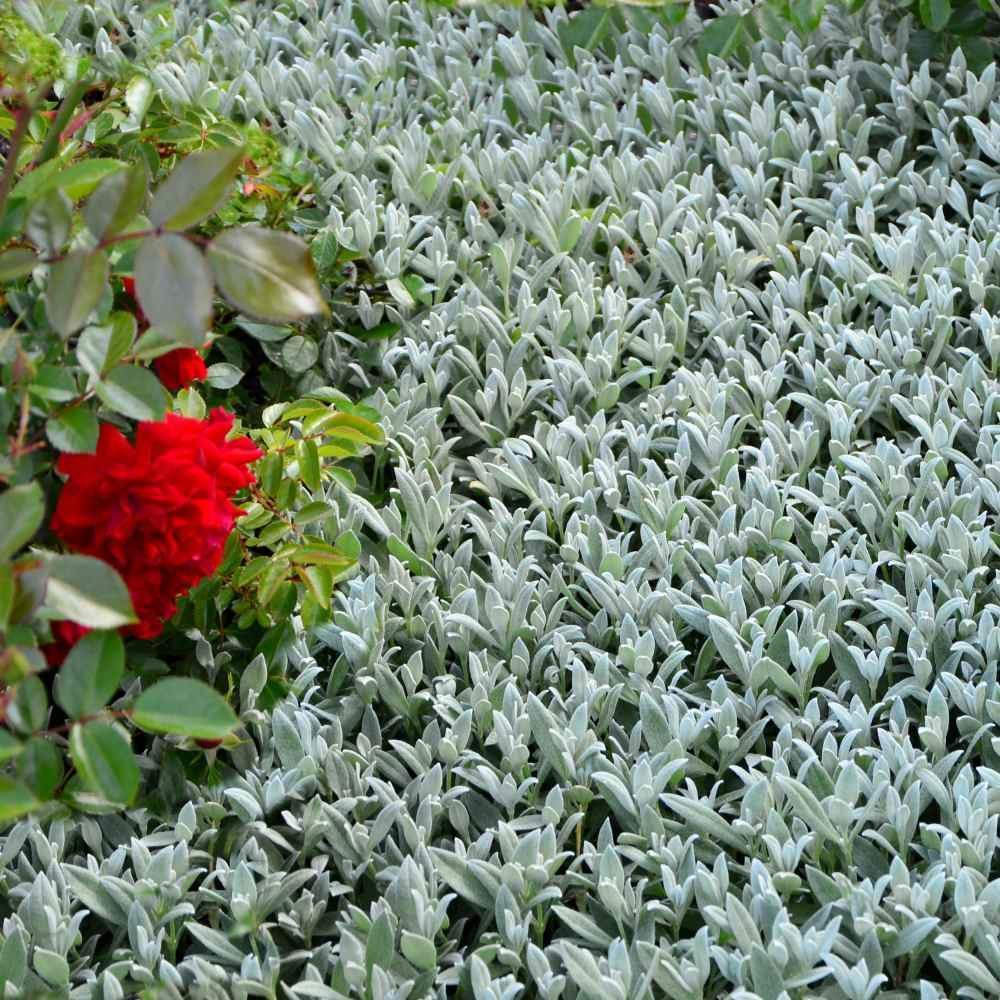 200 Snow in Summer Seeds - Seed World