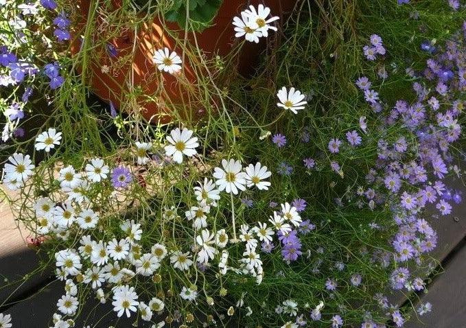 200 Swan River Mix Daisy Flower Seeds - Seed World
