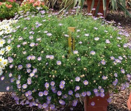 200 Swan River Mix Daisy Flower Seeds - Seed World