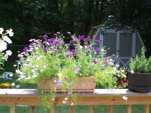 200 Swan River Mix Daisy Flower Seeds - Seed World