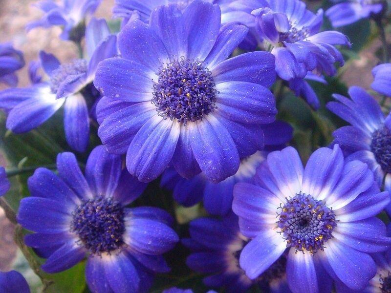 200 Swan River Mix Daisy Flower Seeds - Seed World