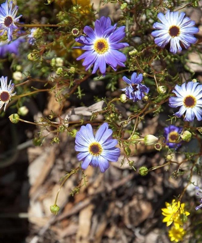 200 Swan River Mix Daisy Flower Seeds - Seed World