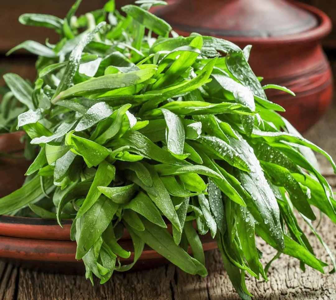 200 Tarragon Seeds - Seed World