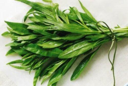 200 Tarragon Seeds - Seed World