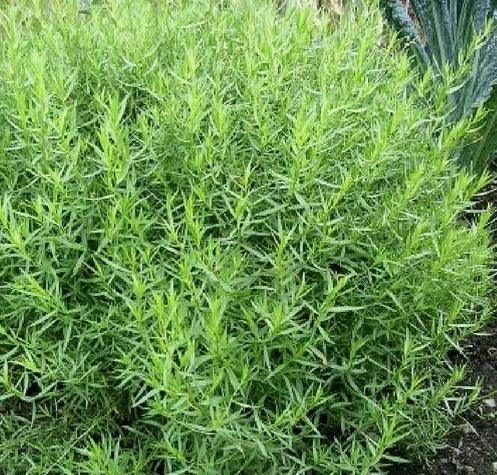 200 Tarragon Seeds - Seed World