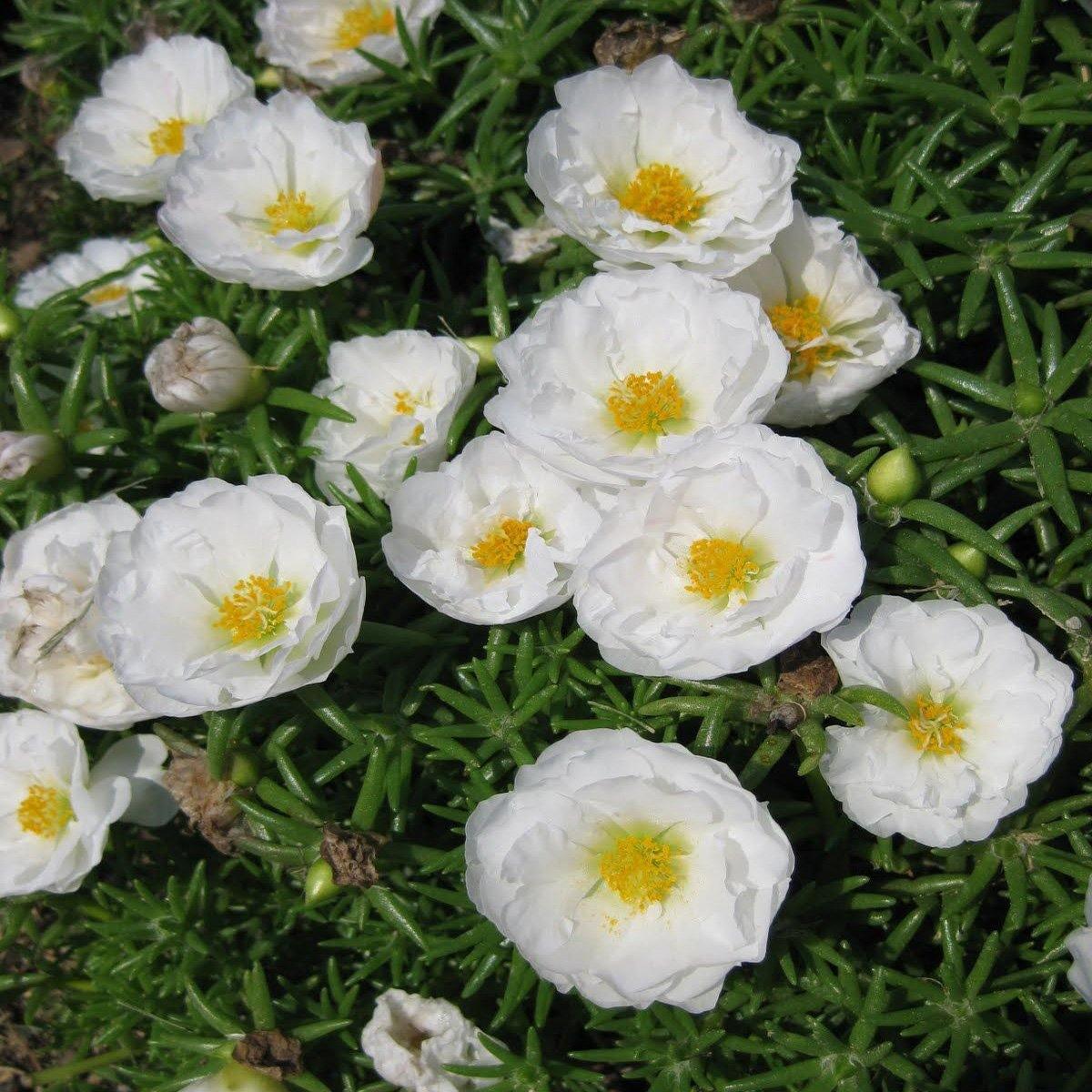 200 White Moss Rose (Portulaca Grandiflora) Seeds - Seed World