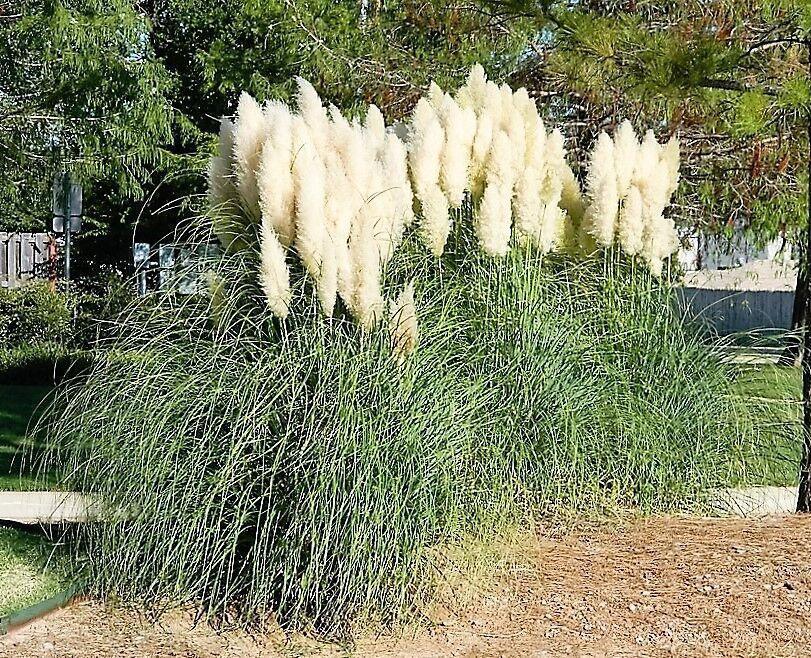 200 White Pampas Grass Seeds - Seed World