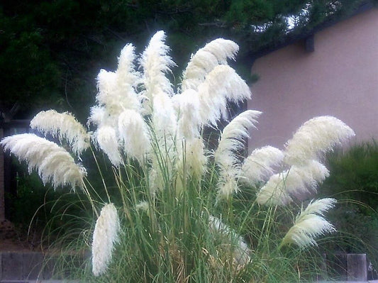 200 White Pampas Grass Seeds - Seed World