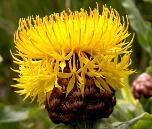 200 Yellow Globe Cornflower Seeds - Seed World