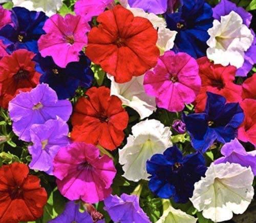 2000 Dwarf Petunia Flower Mix Seeds - Seed World