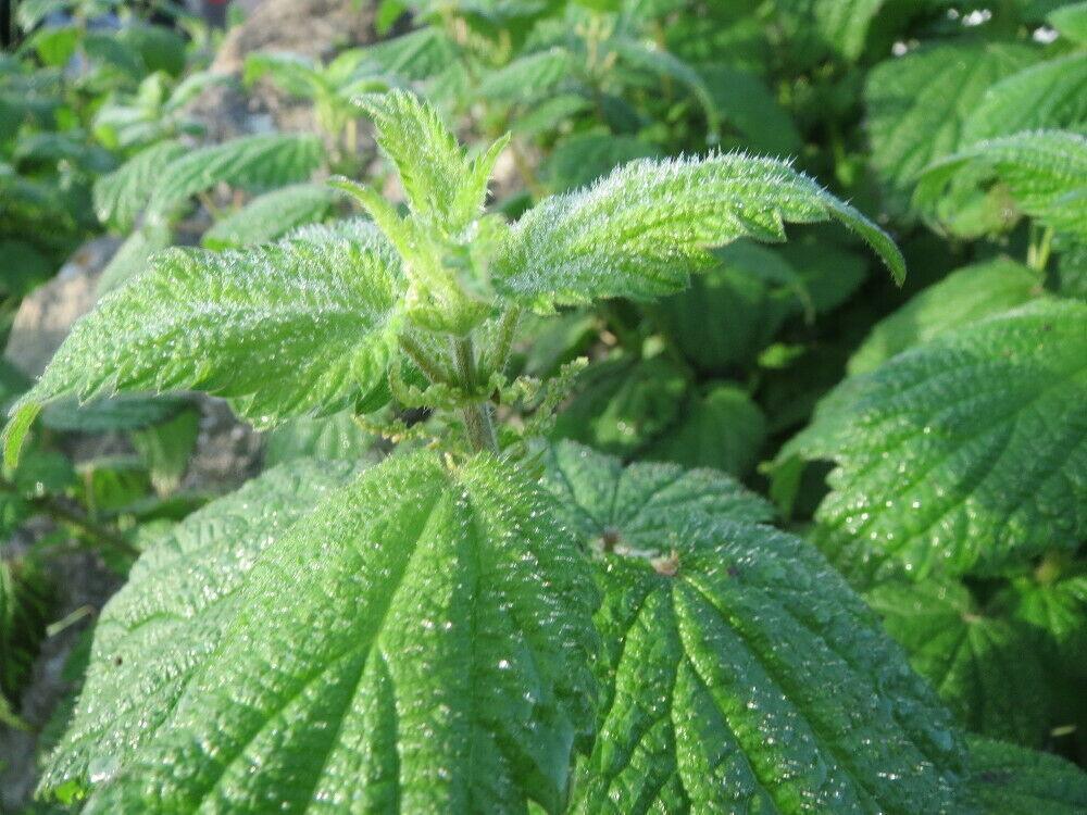 Close-up of green leaves with water droplets on a blurred natural background