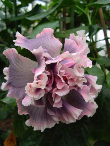 20 Giant Hibiscus Flower seed - 24 colors - Seed World