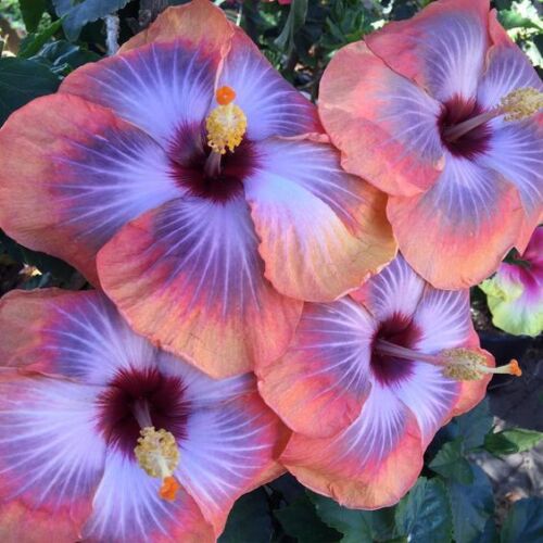20 Hibiscus Flower seeds - Seed World