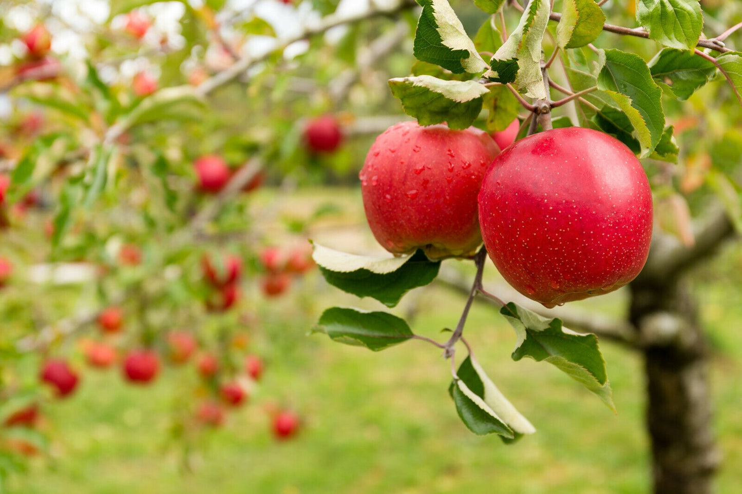 20 Paradise Apple Seeds