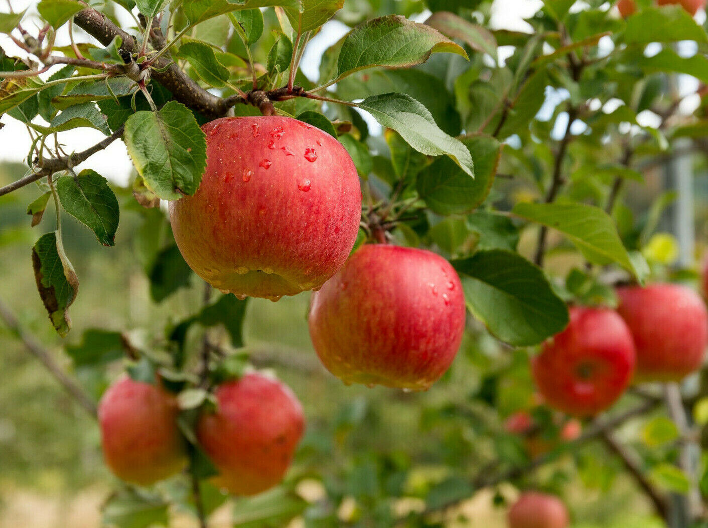 20 Paradise Apple Seeds