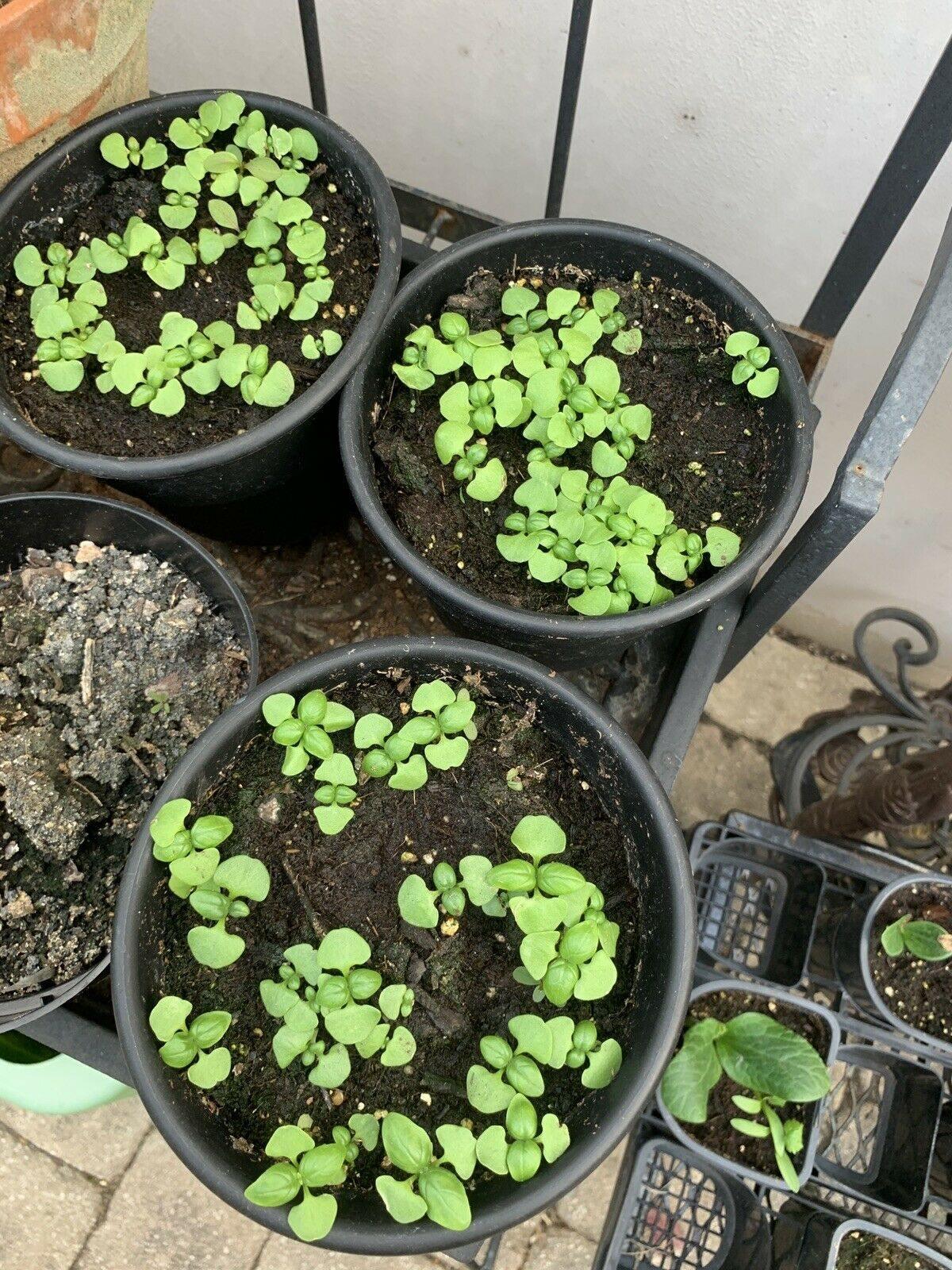 21 Variety Emergency Survival Organic Vegetable Seeds - Seed World