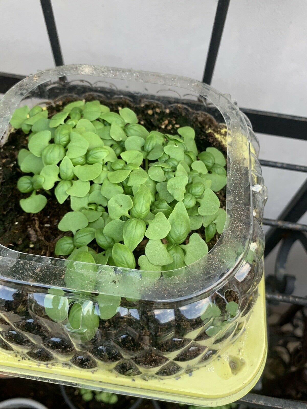 21 Variety Emergency Survival Organic Vegetable Seeds - Seed World