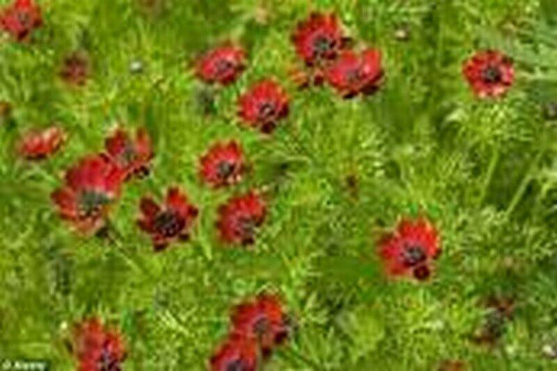 25 Adonis Pheasant's Eye Seeds - Seed World