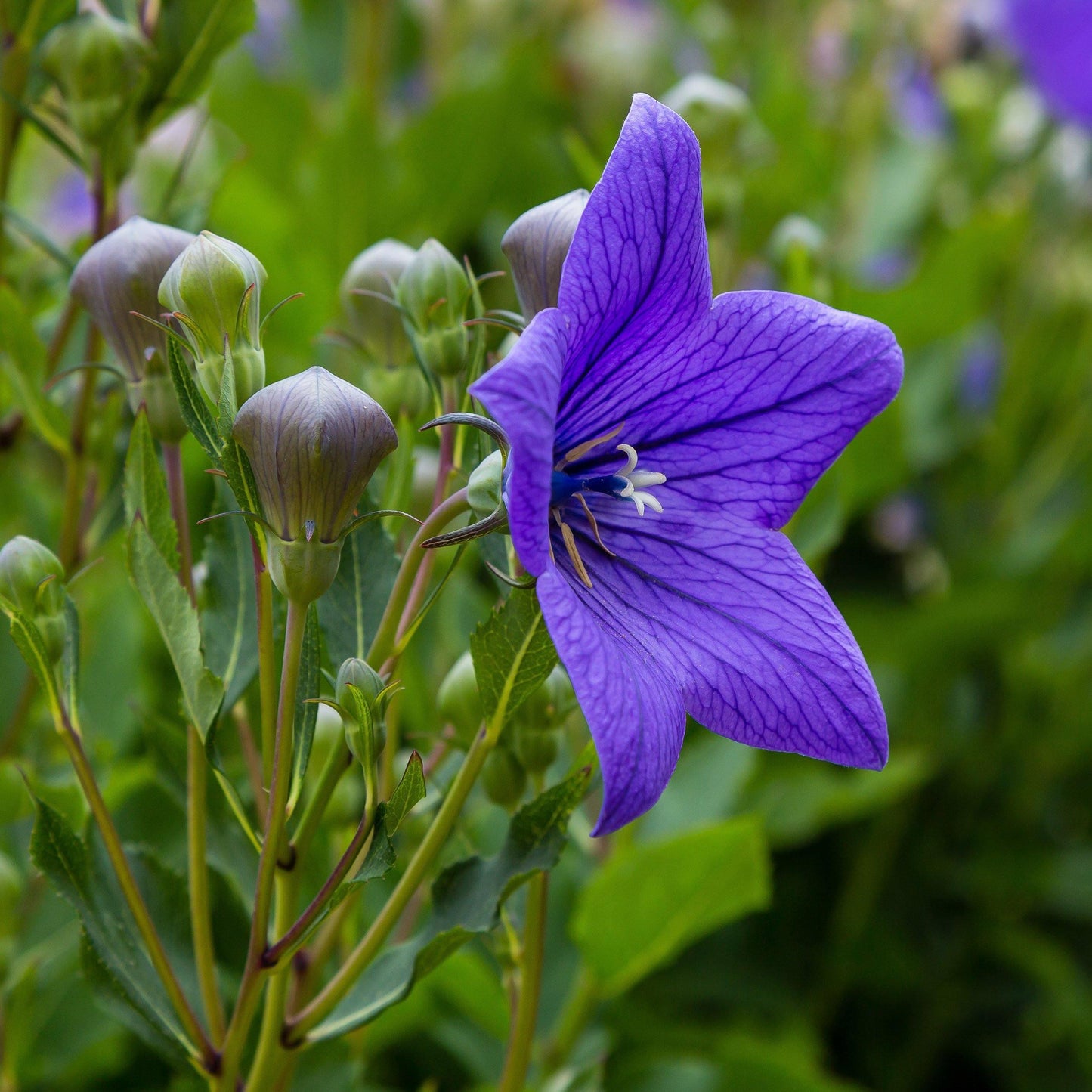 25 Balloon Flower Blue Seeds - Seed World