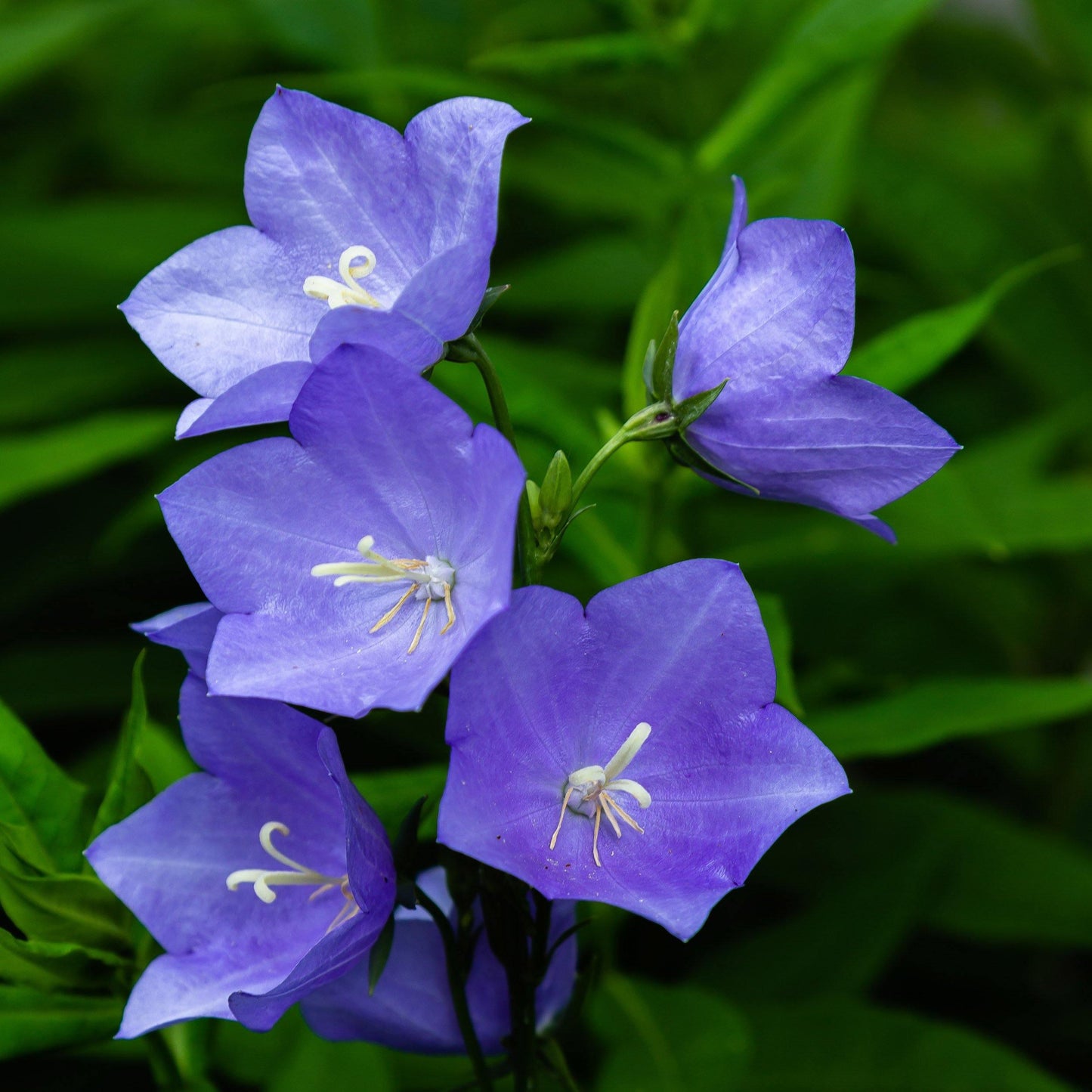 25 Balloon Flower Blue Seeds - Seed World