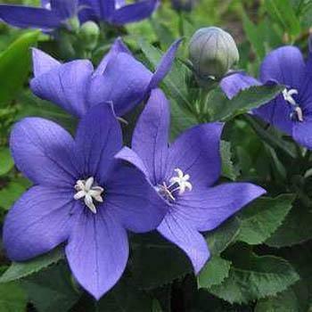 25 Balloon Flower Blue Seeds - Seed World