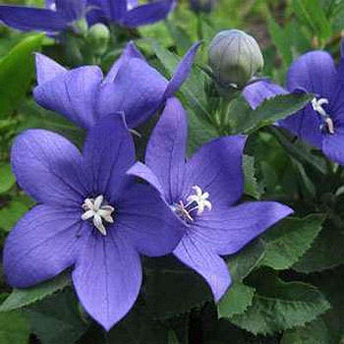 25 Balloon Flower - Platycodon Grandiflorus Seeds - Seed World