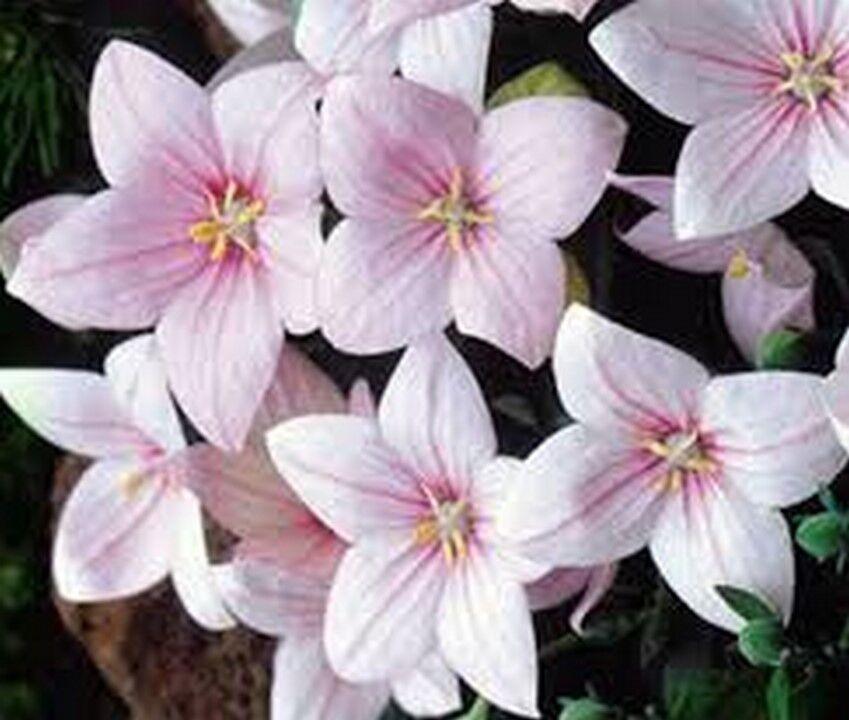 25 Balloon Flower - Platycodon Grandiflorus Seeds - Seed World