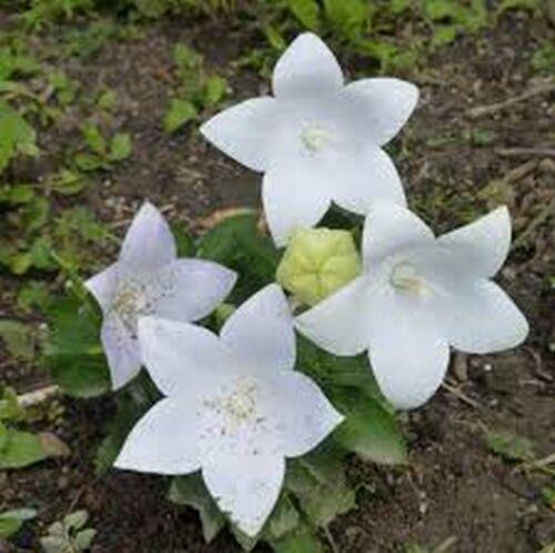 25 Balloon Flower - Platycodon Grandiflorus Seeds - Seed World