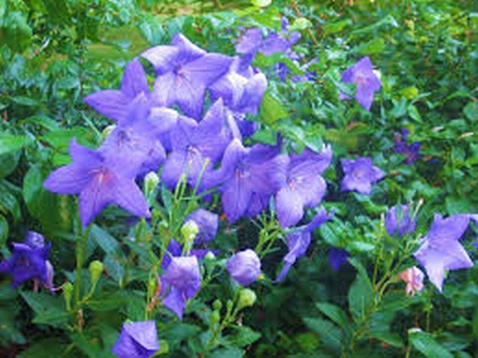 25 Balloon Flower - Platycodon Grandiflorus Seeds - Seed World
