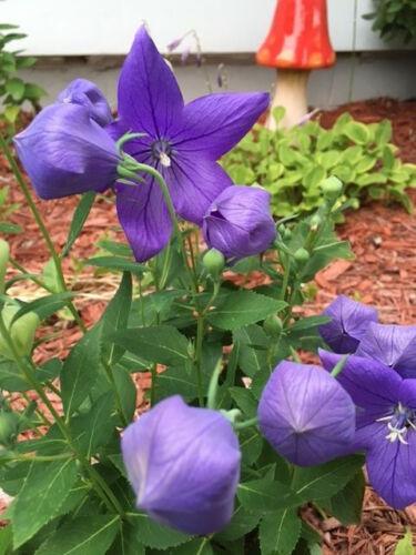 25 Balloon Flower - Platycodon Grandiflorus Seeds - Seed World