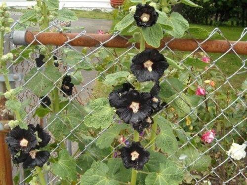25 Black Hollyhock | Alcea Rosa Nigra Seeds - Seed World