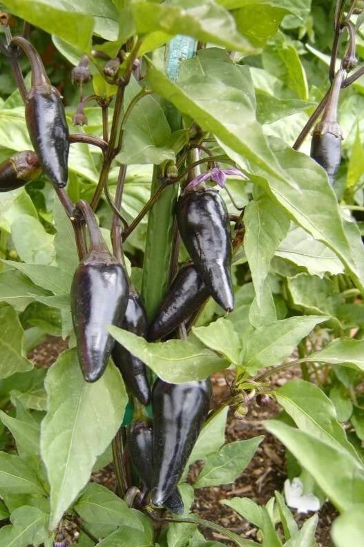 25 Black Hungarian Pepper Vegetable Seeds - Seed World