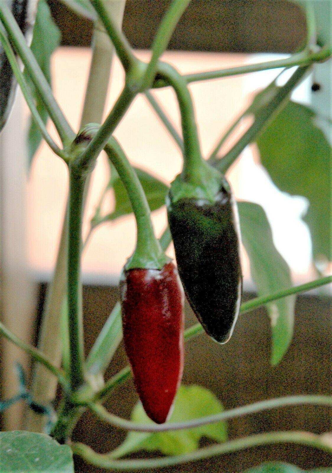 25 Black Hungarian Pepper Vegetable Seeds - Seed World