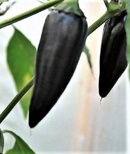 25 Black Hungarian Pepper Vegetable Seeds - Seed World